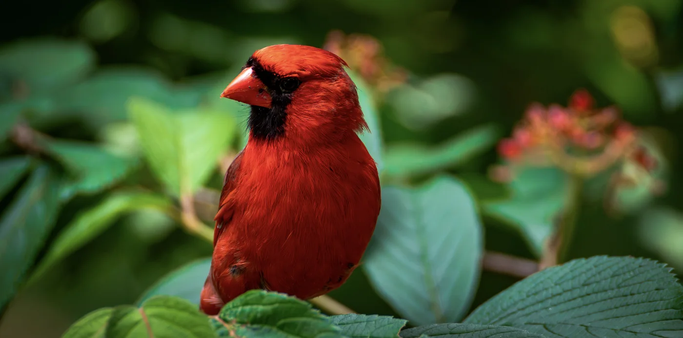 Cardinalis cardinalis, New York